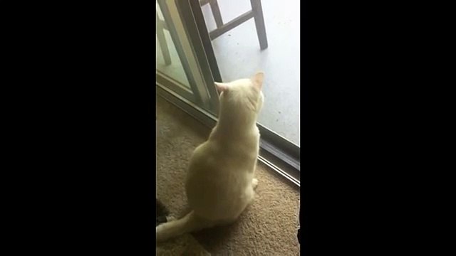 Un chaton aperçoit des oiseaux dehors, mais regardez jusquà 0:17... Ce qu'il fait est TROP drôle, MDR !!