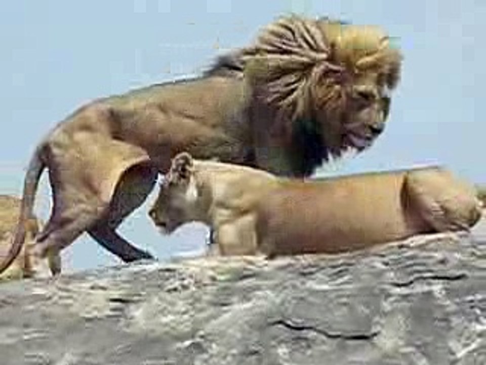 Lions mating in the Serengeti rare video