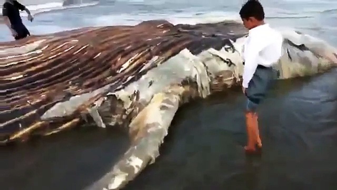 Ajeeb O Ghareeb Samandari Maqlooq - Allahu Akber