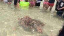 Miami celebra el Día Mundial de las Tortugas