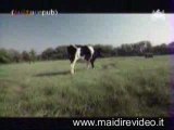 Video divertenti - Animali - Cane malato di sesso