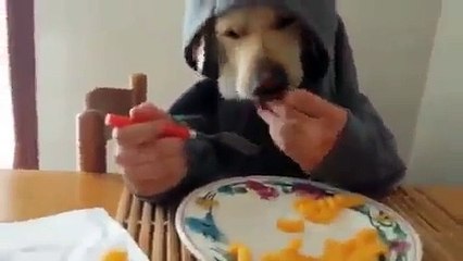 News eating food a dog movie