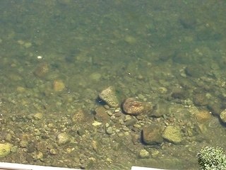 Truite gobeuse Ariège