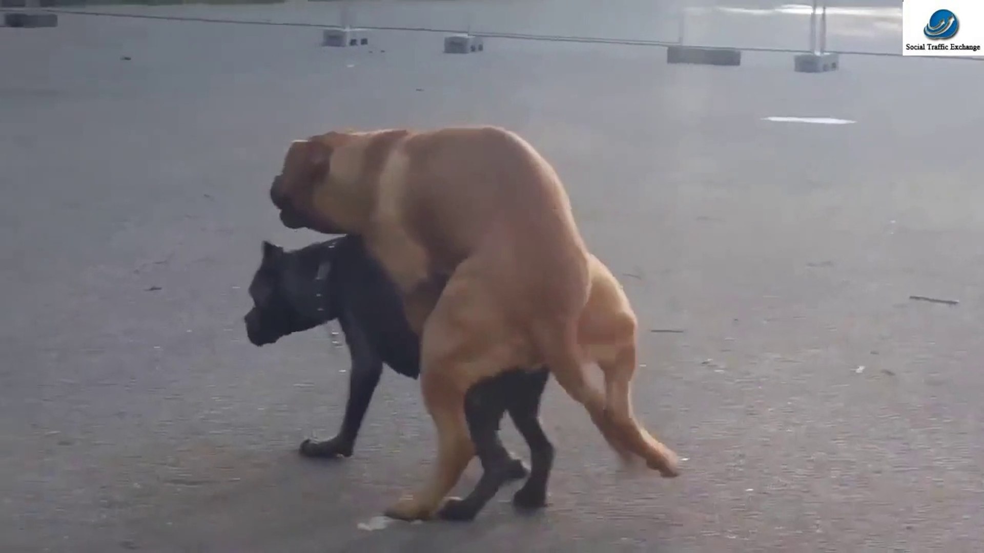 Dog funny  Animals Funny Video 2016 Animal funny video failsbest funny dog videos