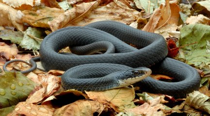 Top 10 Deadliest Reptiles On The Planet