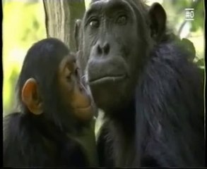 Inteligencia primate: Aprendizaje de los chimpances