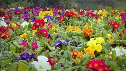Du poison dans nos jardins - France 5 - 15 mai 2016