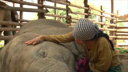 صغار الفيلة تتذوق أغنيات الأطفال وتنام عليها