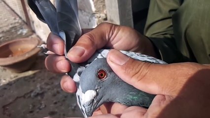Racing Pigeon training from 20 Km By Nadeem Shehzad