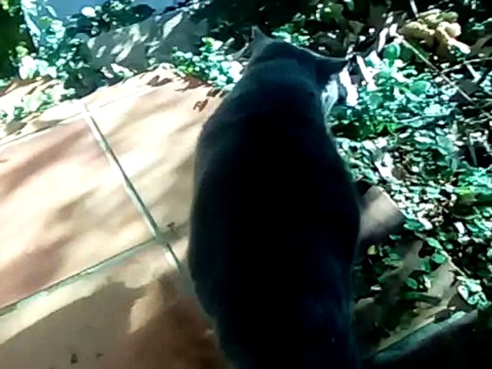 The cat is back 8