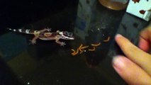 Leopard gecko eating mealworms (part 1)