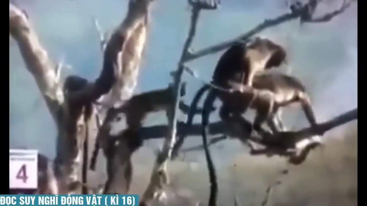 [Tin Việt Tv] Đọc suy nghĩ động vật P16 ✔ Kênh nhị P19 P20 | Kỳ 21 22 23