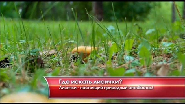 ᐉ +7923538777O ЗВОНИ | ЛИСИЧКИ ЦЕНА ГРИБЫ Свежие Лисички Купить Продать Грибы Лисички Куплю Свежие Сколько Стоят Лисички Солёные КГ Стоимость