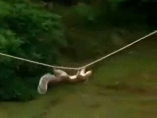 Ecureuil mission impossible