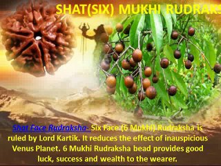Genuine Nepali Real Rudraksha and Lab Tested Rudraksha Beads