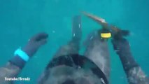 Australie : un requin attaque un plongeur !