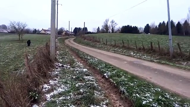 Un sanglier fonçait droit sur eux, mais des poneys vont sauver ce couple