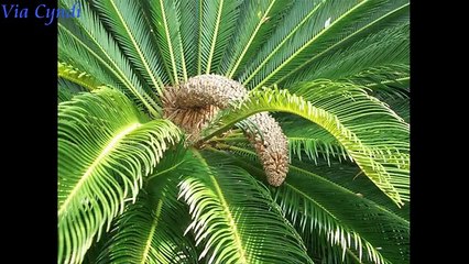 Top 10 Just For Laughs The Funniest Video Prank 2016