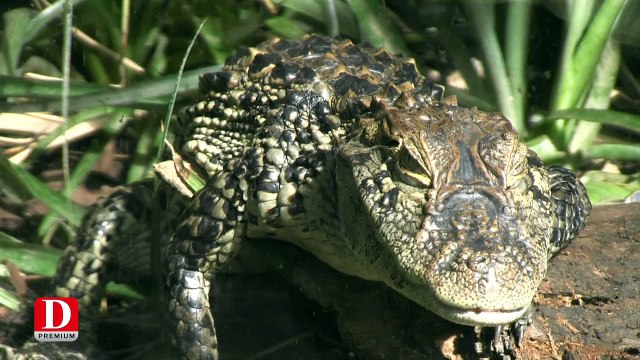 Terre-clapier va accueillir un mini-zoo reptilien