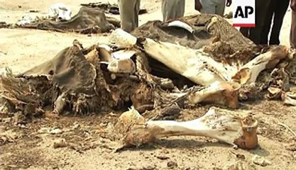 elephants for their tusks in india