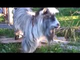 Funny videos Funny new clips - Funniest recent animals