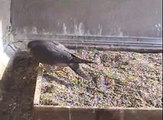 2012 Pre-Hatch highlights -- 1/13 - 3/29; SCPBRG Falcons: SF PG&E peregrines
