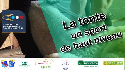 La tonte, un sport de haut niveau