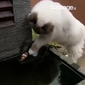 VEDE UN PESCIOLINO FUORI DALL'ACQUA, IL GESTO DI QUESTO GATTO HA DELL'INCREDIBILE