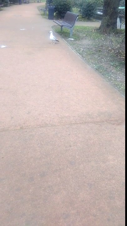 Scoregge fritte [Cit.]