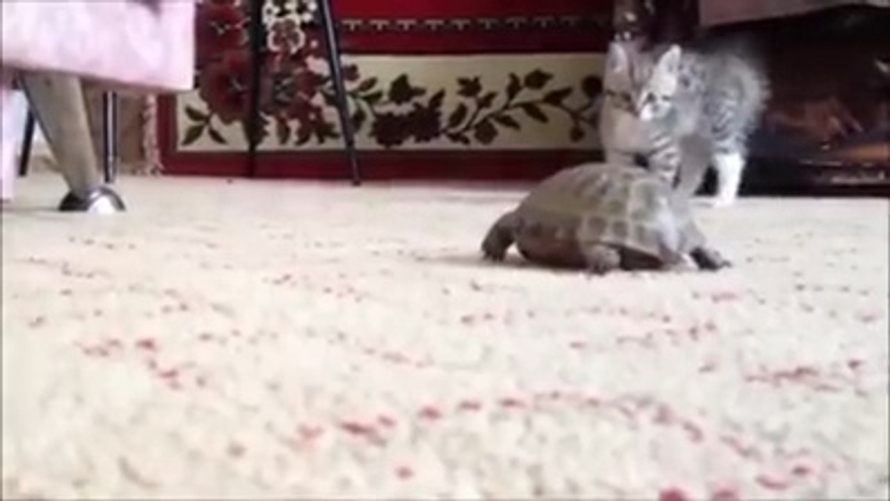 Little Kitten Vs. Turtle