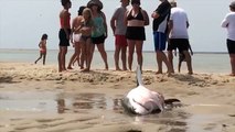 GREAT WHITE SHARK BEACHES IN CAPE COD Amazing Footage!!!