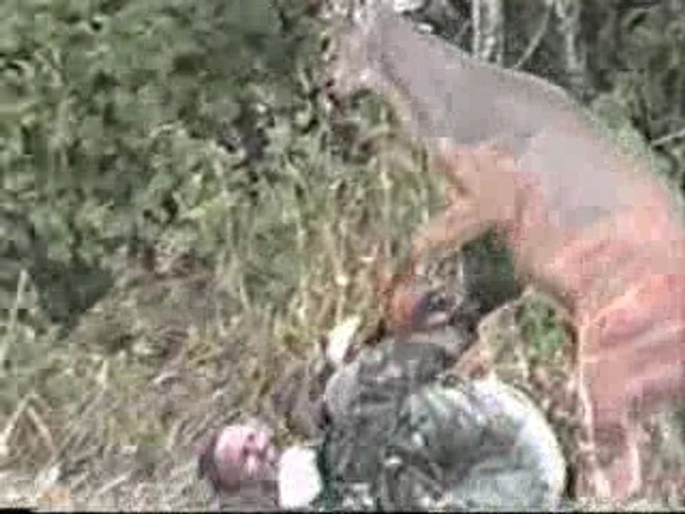 1 cerf