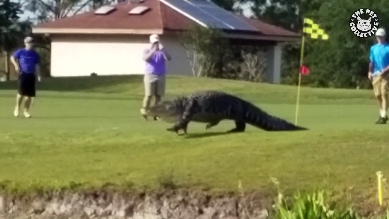 Funny Huge Pets Video Compilation 2016