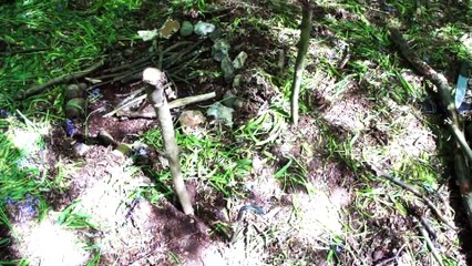 50+ Wilderness Survival Tips!