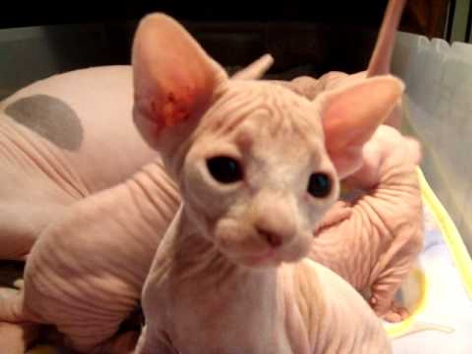 Cute Hairless Kitties Crowd Around Their Mom