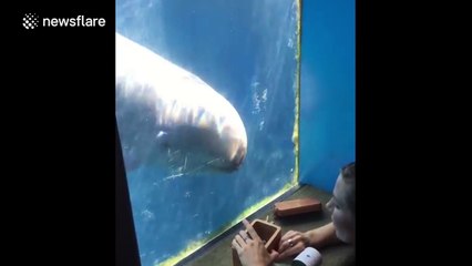 False killer whale 'dances' to lullaby