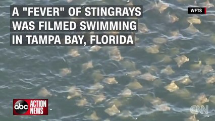 Arraias invadem a costa da Flórida