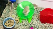 Cute Hamsters Doing Funny Things- Cute And Funny Animal Videos