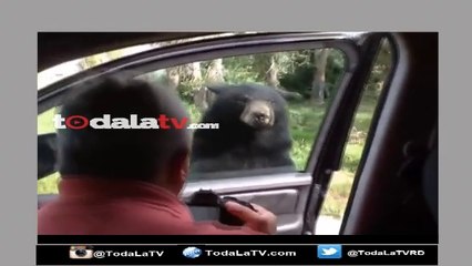 Familia entra en pánico cuando oso negro abre la puerta del carro-Video
