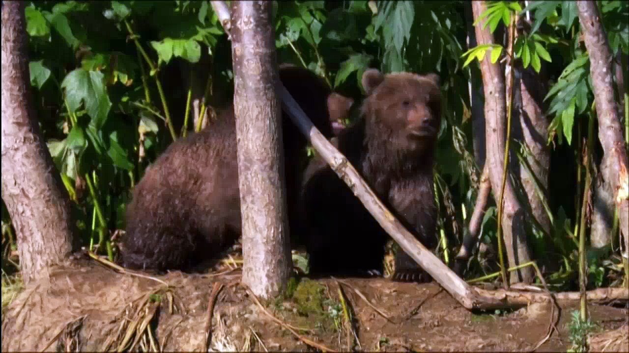 Wild.Russia.03-cut