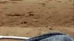 Une mouette fourbe vient voler un smartphone sur la plage