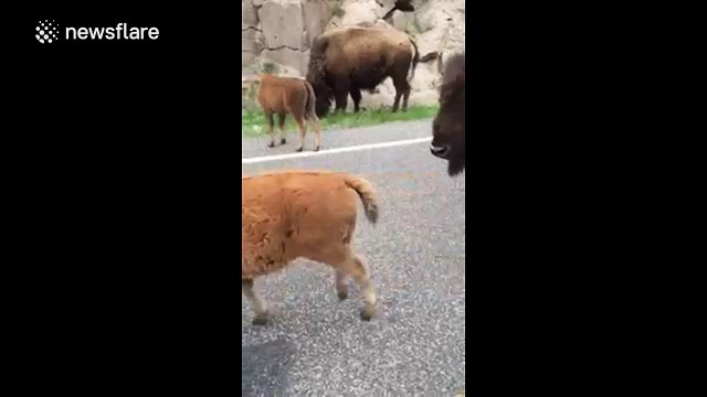 Bisons and calfs wander on road in Yellowstone