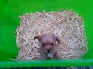 Chiot caniche toy né le 7 Mai