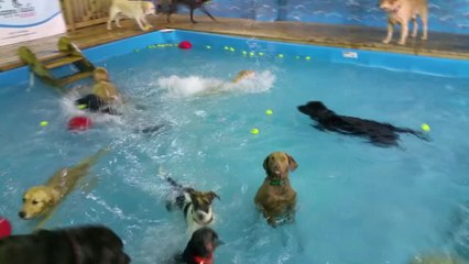 Check Out This Dog Standing on Her Hind Legs at the Puppy Pool