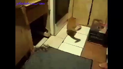 Kedilerin Yüz Karası