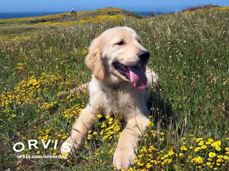 Funny and Cute Dog Photo Contest Entries for Orvis Cover Dog Contest 2009