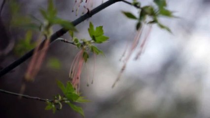 Helios 44-2 manual lens test - 10