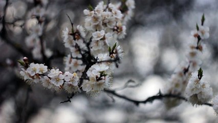Helios 44-2 manual lens test - 15