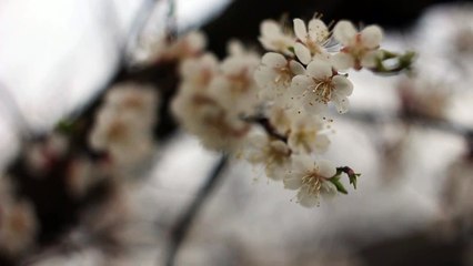 Helios 44-2 manual lens test - 14
