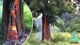 Storm watch- Tree catches fire after being struck by lightning in Arkansas
